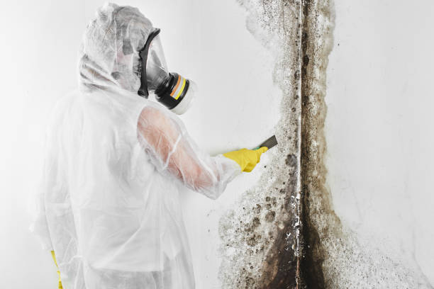 Best Home Mold Removal  in Mount Olive, NC